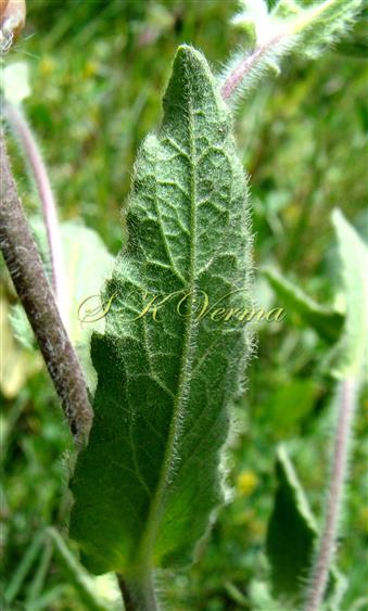  Leaf